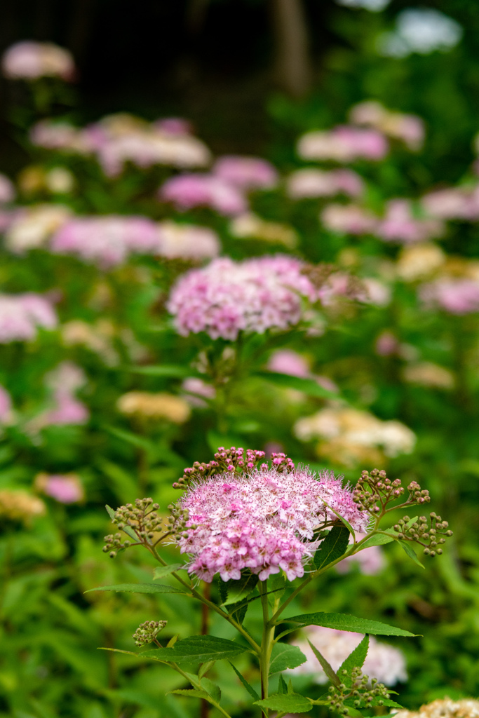 大阪城公園にて