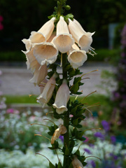 万博記念公園にて