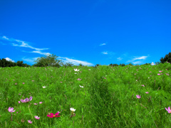 万博記念公園にて（S5IS）