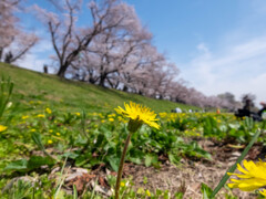 背割り堤にて