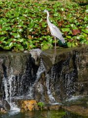 鶴見緑地公園にて