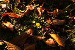 落葉に囲まれて