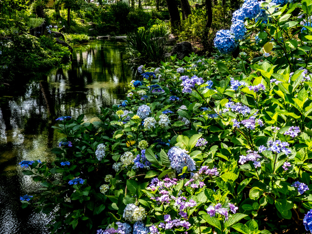 紫陽花水路