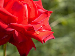 バラの涙