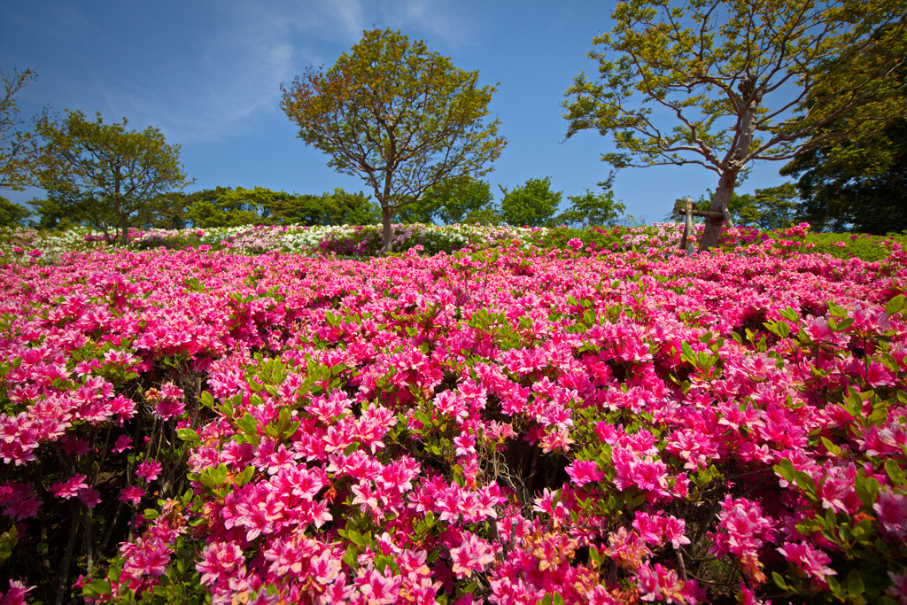 ツツジの丘