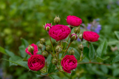 鶴見緑地公園にて