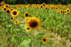ひまわりがいっぱい