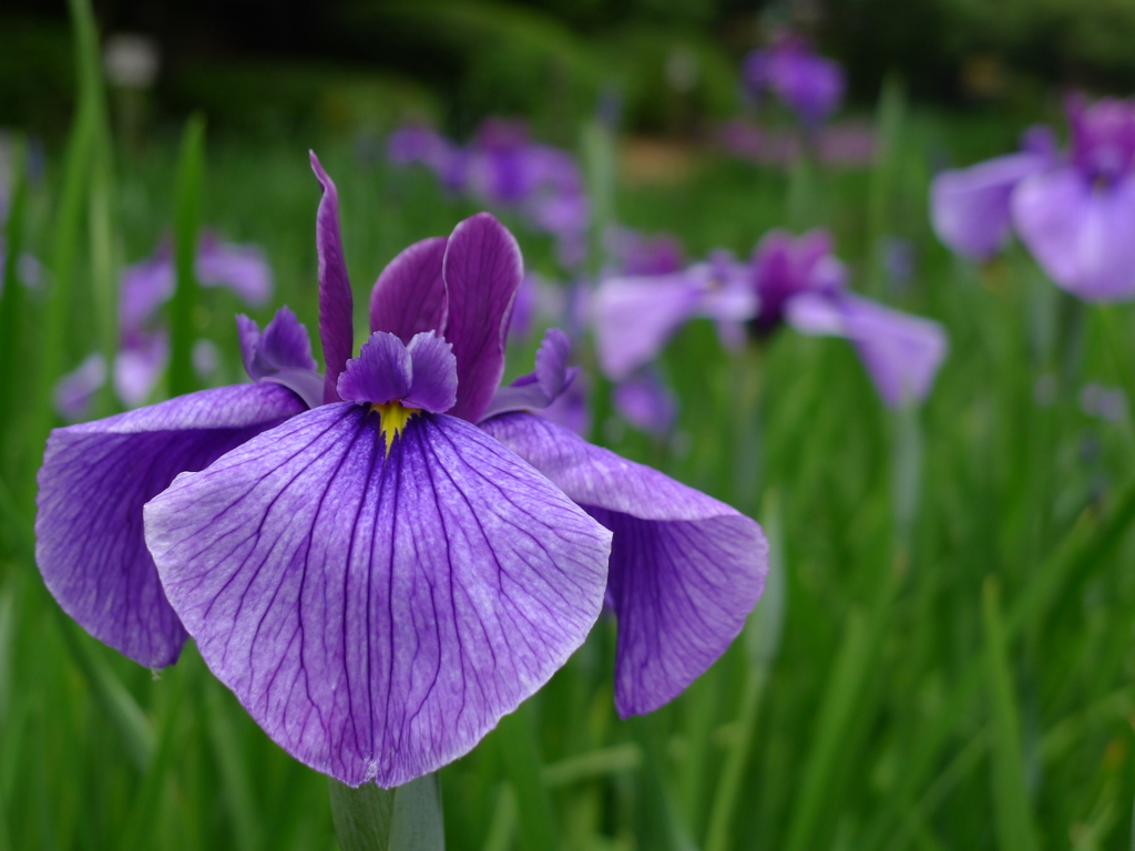 城北菖蒲園にて