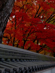 京都　永観堂にて
