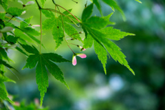 大阪城公園にて