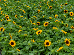 鶴見緑地公園にて