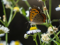鶴見緑地公園にて