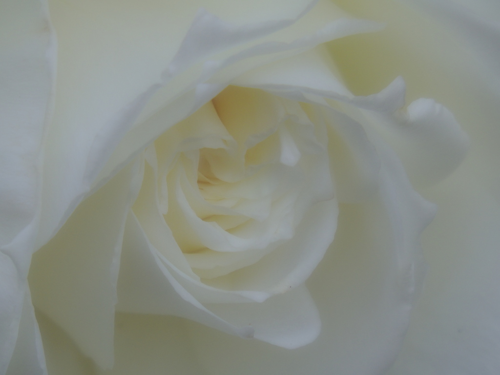 薔薇