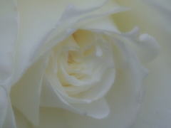 薔薇