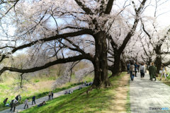 PhotoDirector
