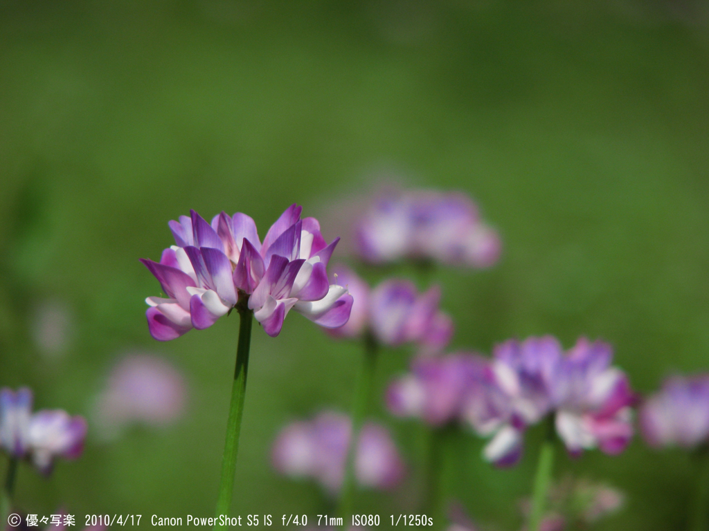 蓮華