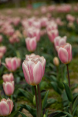 チューリップ