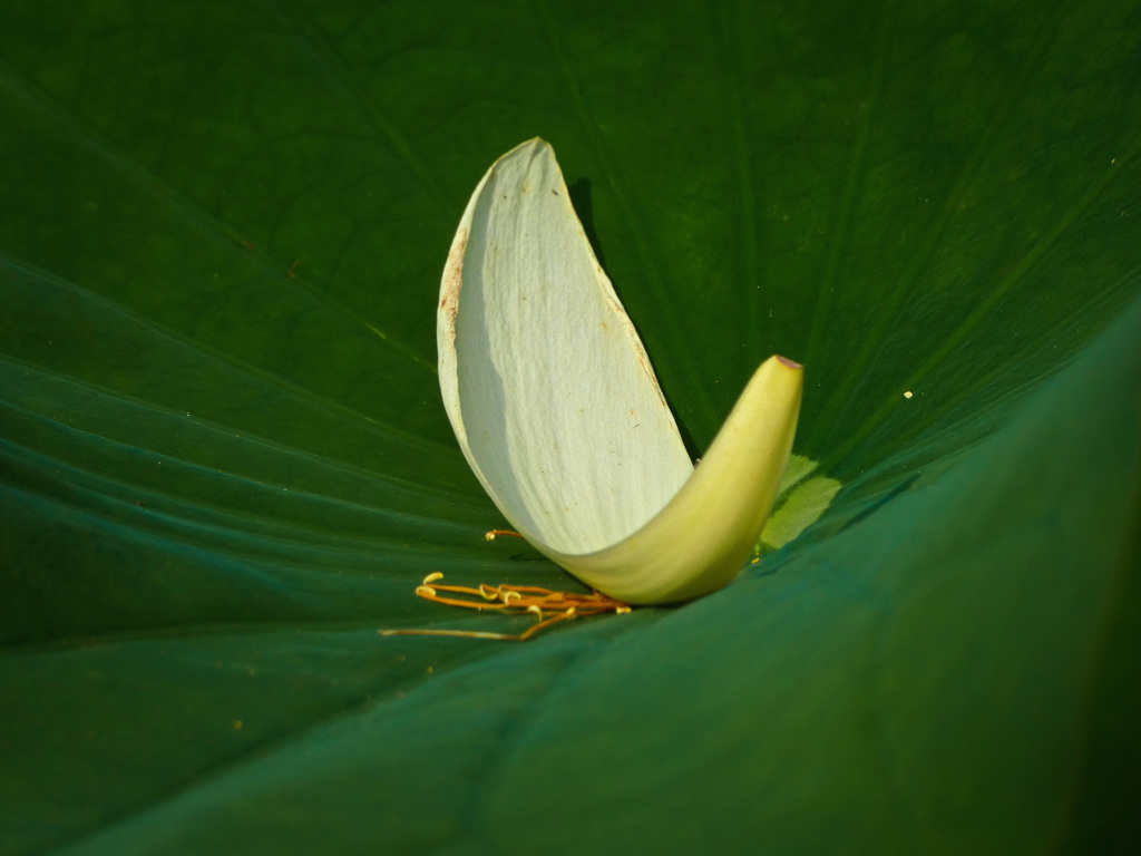 鶴見緑地公園にて