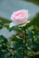 中之島バラ園にて