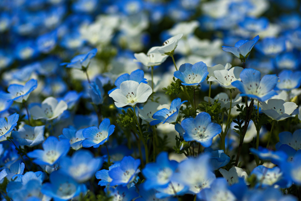 インシグニスホワイト