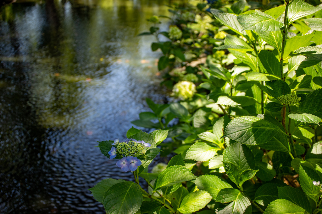 長居植物園にて