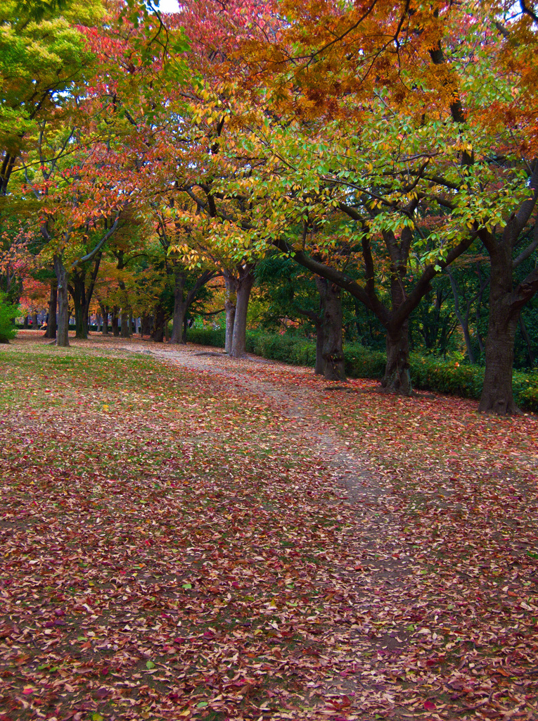 晩秋　大阪城公園にて