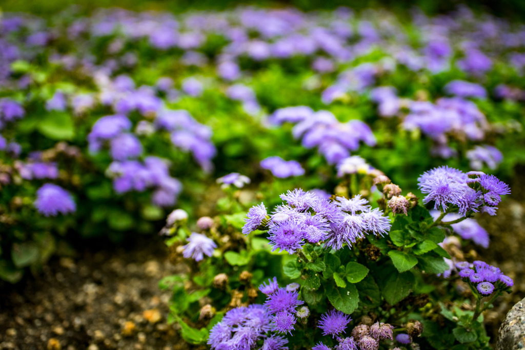 鶴見緑地公園にて