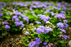 鶴見緑地公園にて