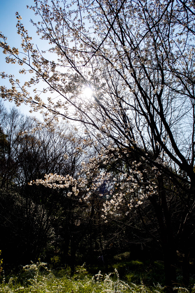 鶴見緑地公園にて