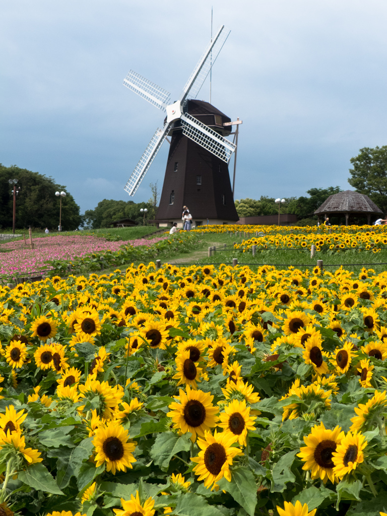 鶴見緑地公園にて
