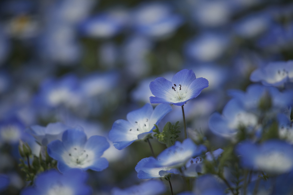 ネモフィラ