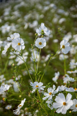 万博記念公園にて