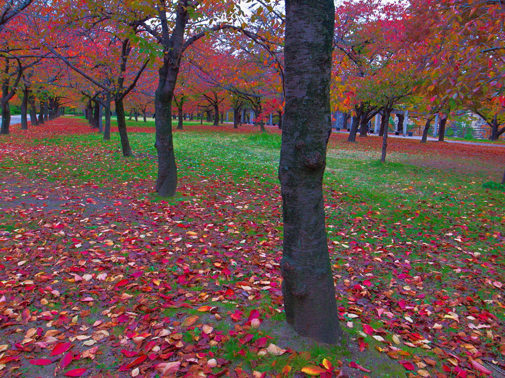 大阪城公園にて