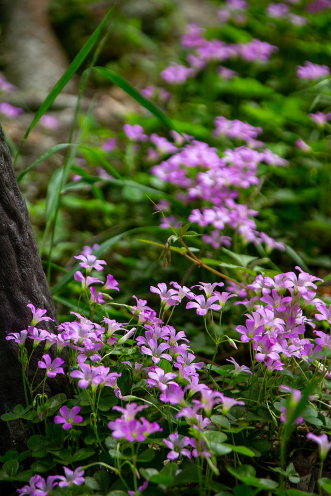 長居植物園にて