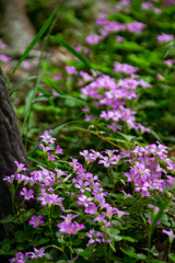 長居植物園にて