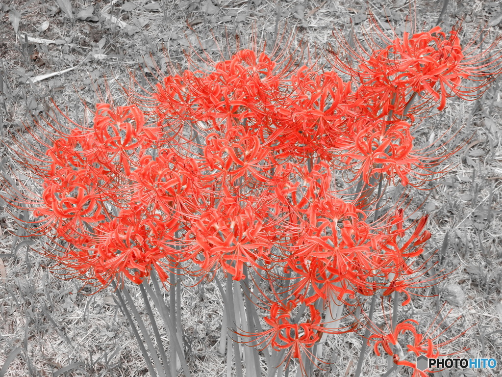 彼岸花（万博記念公園）