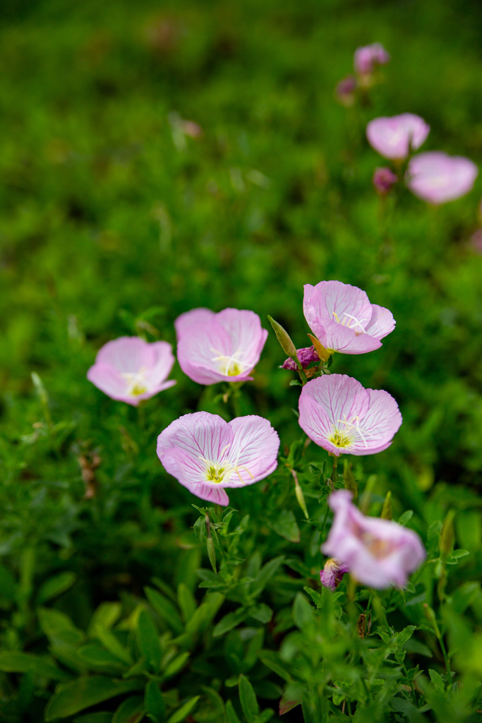 鶴見緑地公園にて