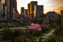 中之島バラ園にて