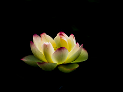 蓮の花