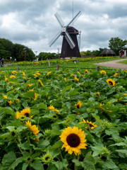鶴見緑地公園にて