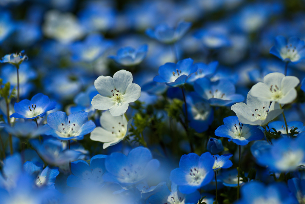 インシグニスホワイト