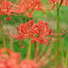 彼岸花（COOLPIX S10）