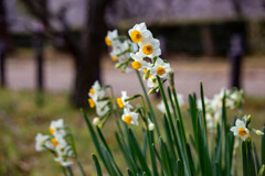 大阪城公園にて