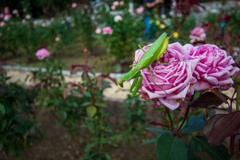 鶴見緑地公園にて