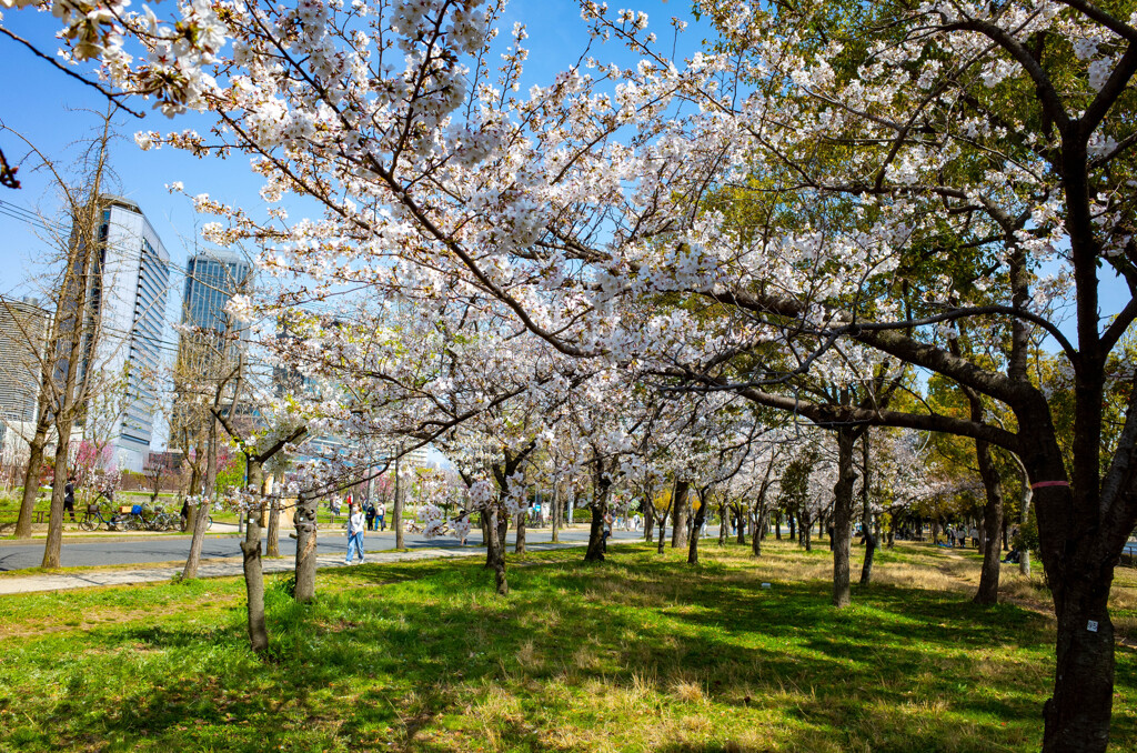 大阪城公園にて