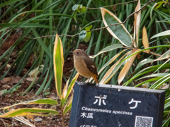 長居植物園にて