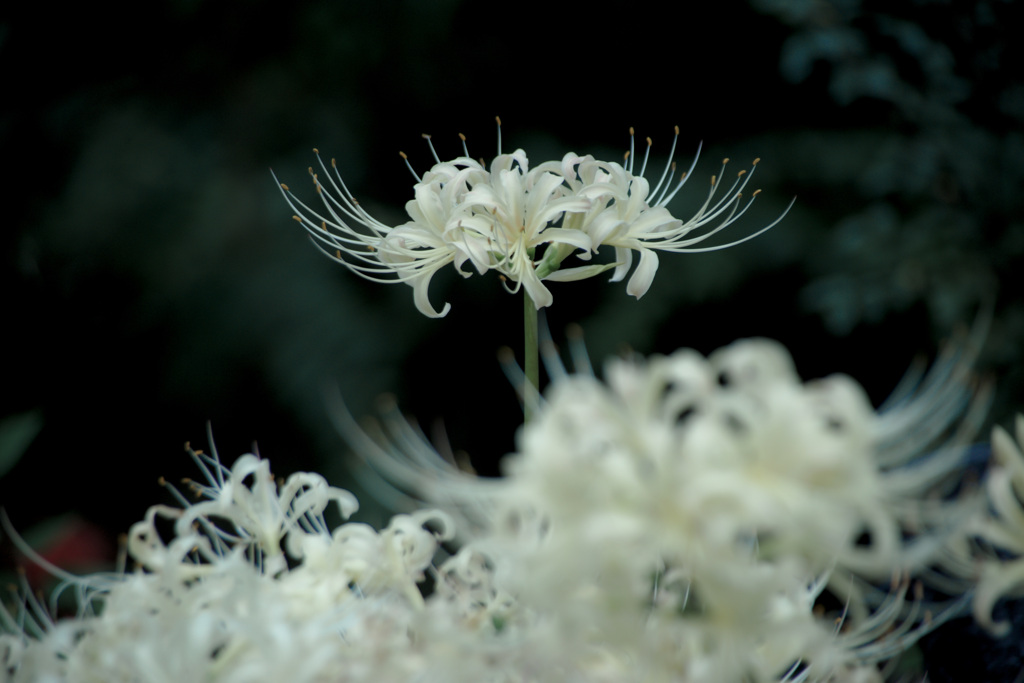 長居植物園にて（試し撮り）