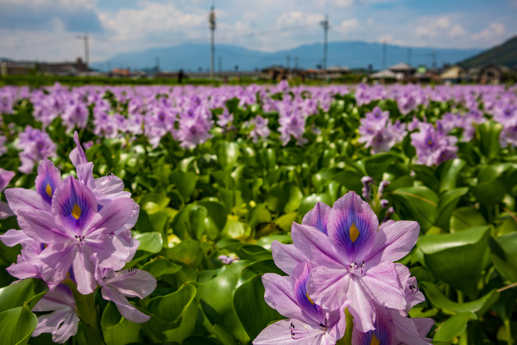 ホテイアオイ定植農園