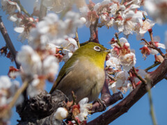 梅にメジロ