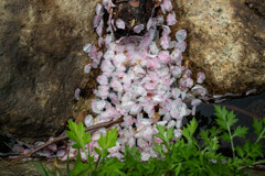 大阪城公園にて